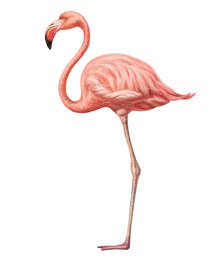 自然界野生動物來體現(xiàn)化妝品的純天然—護(hù)膚品包裝設(shè)計